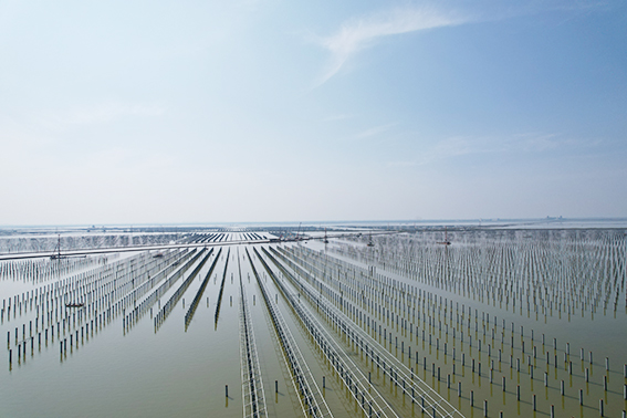 HUGE Energy, 350MW 어업&태양광 스마트 프로젝트 재수주
